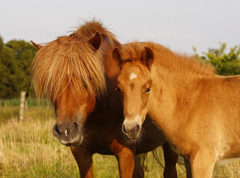 Rikardur und Rikka.jpg